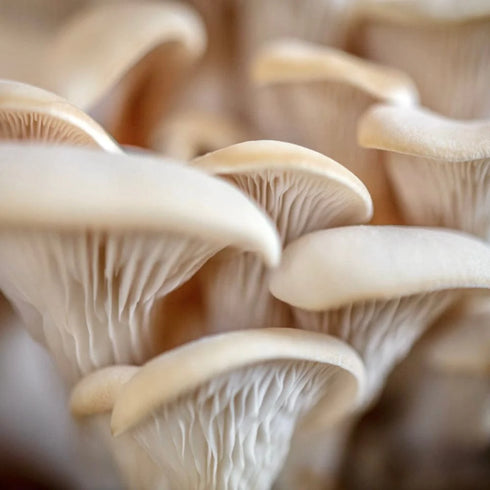 Organic Elm Oyster Mushroom Liquid Culture Syringe